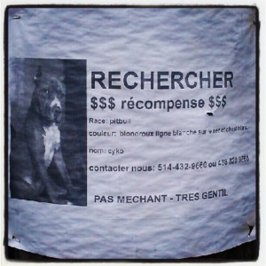 Could be this guy, #straydog  #sophiesdogadoption
