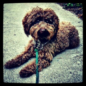 Mowgly needs a foster or forever home.