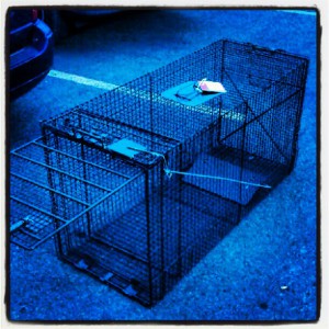 This works, despite it being broken. #straydog #sophiesdogadoption