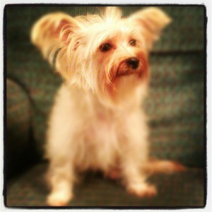 Bonnie #dogsinneed #sophiesdogadoption