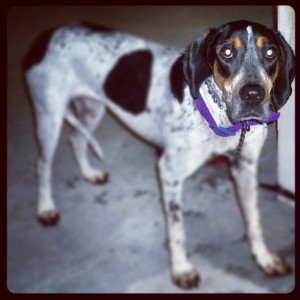 Daisy spent the overnight leg in Somerset. She left Georgia yesterday and arrives in Montreal tonight. 10 more legs to go before Hurricane Sandy hits. #sophiesdogadoption