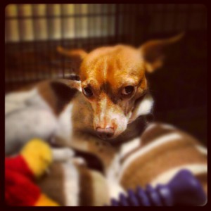 Chico 7 #dogsinneed #sophiesdogadoption