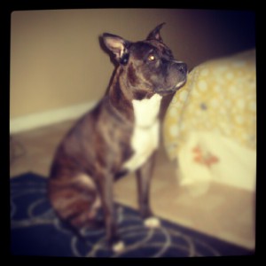 Chaos #sophiesdogadoption  #dogsinneed