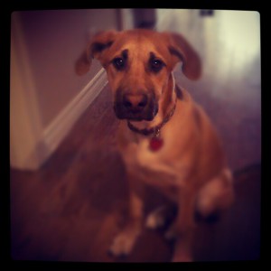 Kasey #sophiesdogadoption  #dogsinneed