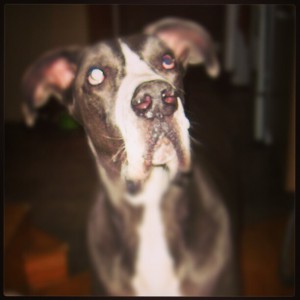 Mr Big #dogsinneed #sophiesdogadoption
