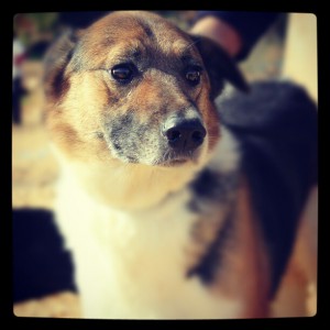 Bronco, arriving from Lebanon Monday in Toronto. #dogsinneed #sophiesdogadoption