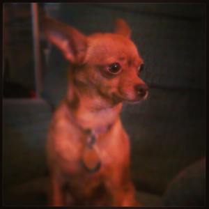 Sophie 2 #dogsinneed  #sophiesdogadoption