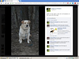Here we see the white lab posted by Refuge St-Chatques (Laurence Perron) also operating as Le Vagabond.