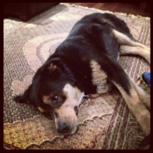 Dog found tonight @ Sophie's Dog Adoption