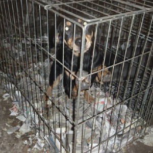 Sylvie Janvresse & Laurence Perron – A hoarding saga