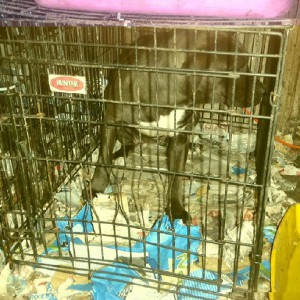 Sylvie Janvresse & Laurence Perron – A hoarding saga