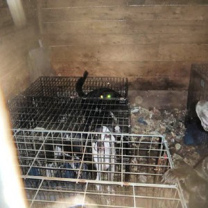 Sylvie Janvresse & Laurence Perron – A hoarding saga