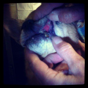 Carlotta's mouth.