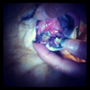 Carlotta's mouth.