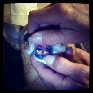 Carlotta's mouth.