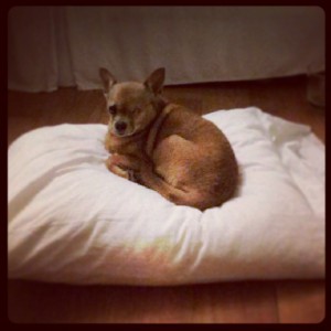 Carlotta