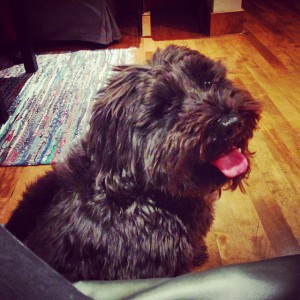Kalie #rescuedogs