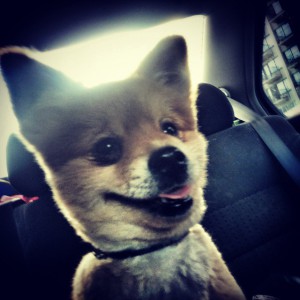 Butters #rescuedogs