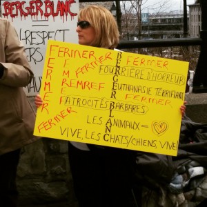 Fermer le berger blanc #manifencours