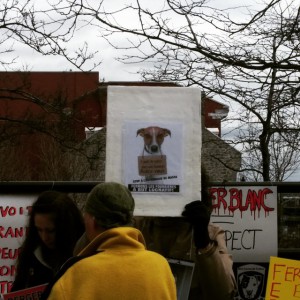 Fermer le berger blanc #manifencours
