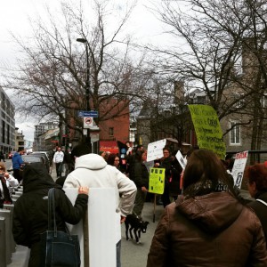 Fermer le berger blanc #manifencours