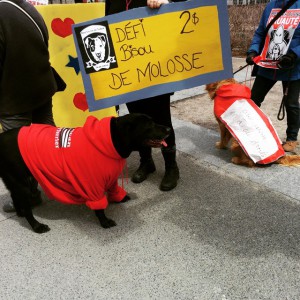 Fermer le berger blanc #manifencours