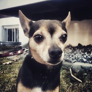 Romeo 4 #rescuedogs
