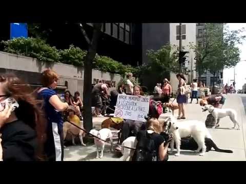 REPLAY: Walk against #BSL / Marche contre #LSR – #Montreal