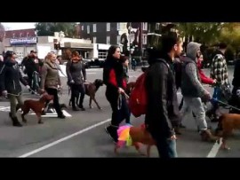 REPLAY: Marche Pour La Journée Nationale De Sensibilisation Des Pit Bulls 2015 – #99Media