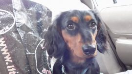 Sophie’s Dog Tales – Trailer