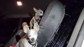 Sophie’s Dog Tales