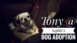 Tony @ Sophie’s Dog Adoption