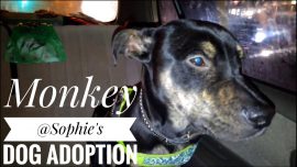 Monkey @ Sophie’s Dog Adoption