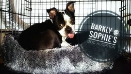 Barkly @ Sophie’s Dog Adoption