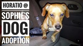 Sophie’s Dog Tales – Horatio