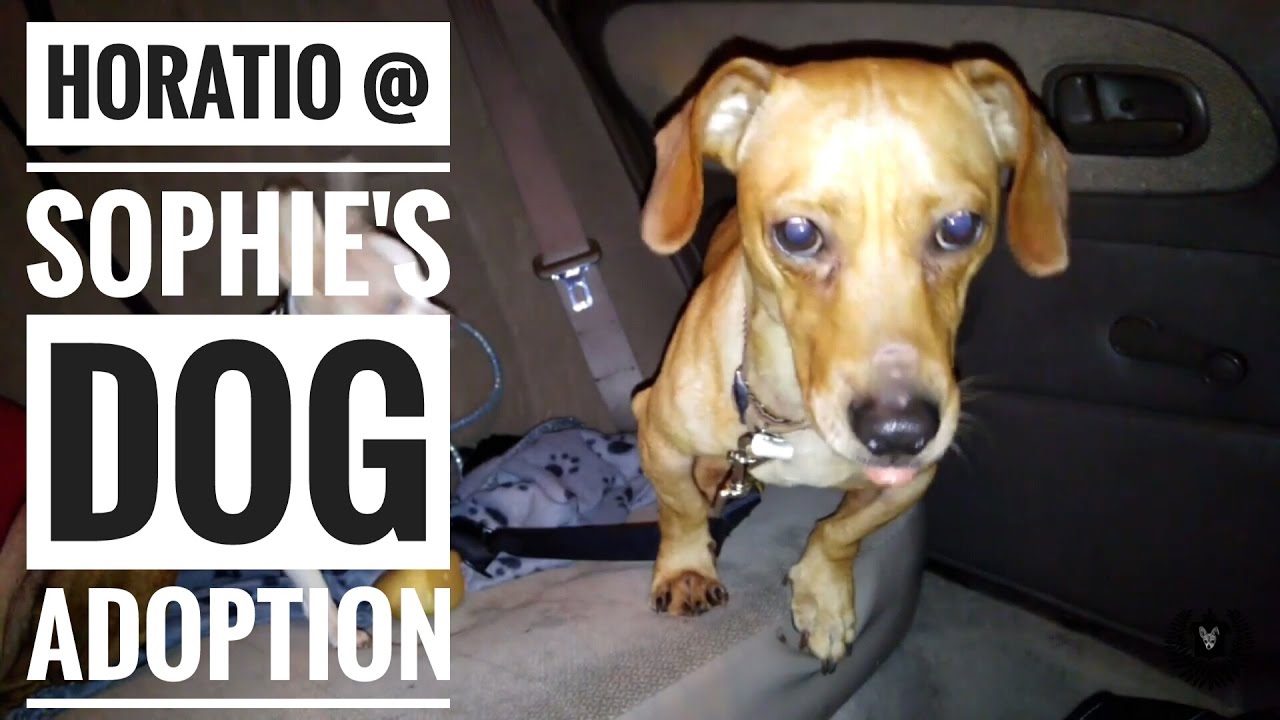 Sophie’s Dog Tales – Horatio