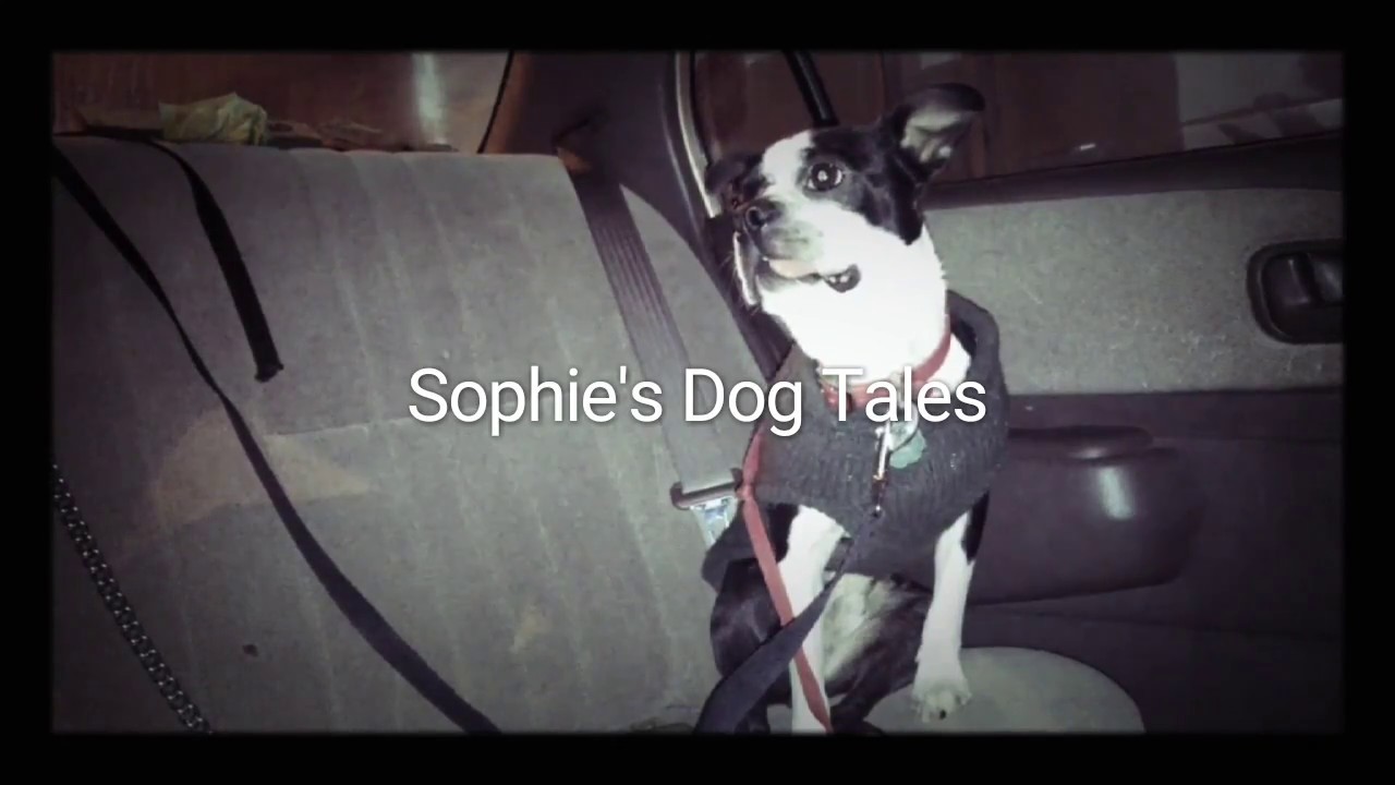 Sophie’s Dog Tales – Trailer