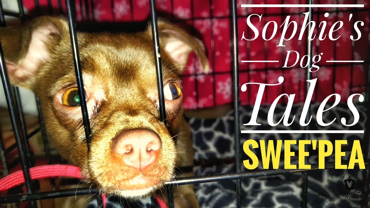 Sophie’s Dog Tales – Swee’Pea