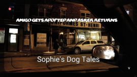 Sophie’s Dog Tales – Asker and Amigo